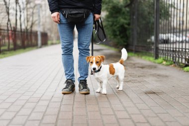 Sevimli Jack Russell Terrier köpeği yağmurlu bir baharın ilk günlerinde sahibiyle yürüyüşe çıkıyor. Bir bahar günü tasmalı köpek sahibiyle birlikte dışarıda yürüyor. Hayvan sever kavramı