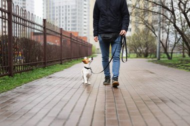 Sevimli Jack Russell Terrier köpeği yağmurlu bir baharın ilk günlerinde sahibiyle yürüyüşe çıkıyor. Bir bahar günü tasmalı köpek sahibiyle birlikte dışarıda yürüyor. Hayvan sever kavramı