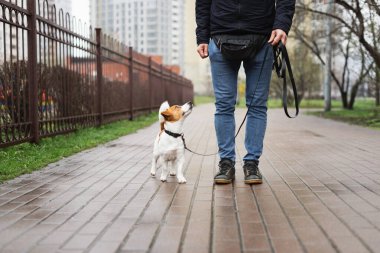Sevimli Jack Russell Terrier köpeği yağmurlu bir baharın ilk günlerinde sahibiyle yürüyüşe çıkıyor. Bir bahar günü tasmalı köpek sahibiyle birlikte dışarıda yürüyor. Hayvan sever kavramı