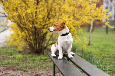 Sevimli Jack Russell Terrier köpeği yağmurlu bir baharın ilk günlerinde sarı çiçekli çalı ağacının altındaki bankta oturuyor. Bahar günü çiçek açan çalılara karşı tasma takan köpek yavrusunun şirin portresi.