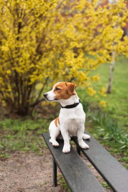 Sevimli Jack Russell Terrier köpeği yağmurlu bir baharın ilk günlerinde sarı çiçekli çalı ağacının altındaki bankta oturuyor. Bahar günü çiçek açan çalılara karşı tasma takan köpek yavrusunun şirin portresi.