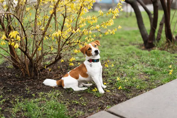 Sevimli Jack Russell Terrier köpeği baharın başında yağmurlu bir günde sarı çiçekli çalı ağacının altında oturuyor. Bahar günü çiçek açan çalılara karşı tasma takan köpek yavrusunun şirin portresi.