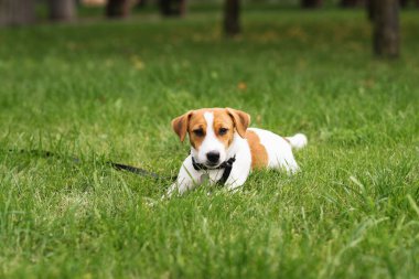 Tapılası Jack Russell Terrier köpeği parkta yeşil çimlerin üzerinde sahibini gezdiriyor ve onunla oynuyor. Şirin köpek yavrusu ve sahibi güneşli bir günde dışarıda eğleniyorlar. Hayvan severler konsepti
