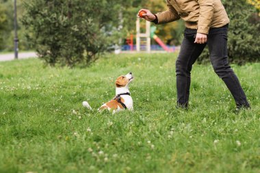 Tapılası Jack Russell Terrier köpeği parkta yeşil çimlerin üzerinde sahibini gezdiriyor ve onunla oynuyor. Şirin köpek yavrusu ve sahibi güneşli bir günde dışarıda eğleniyorlar. Hayvan severler konsepti