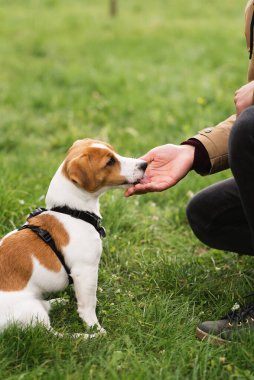 Tapılası Jack Russell Terrier köpeği parkta yeşil çimlerin üzerinde sahibini gezdiriyor ve onunla oynuyor. Şirin köpek yavrusu ve sahibi güneşli bir günde dışarıda eğleniyorlar. Hayvan severler konsepti
