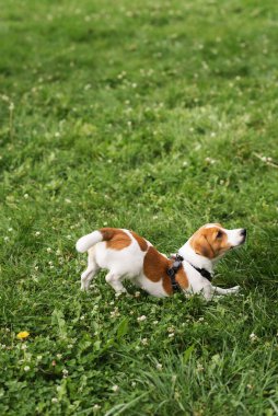 Tapılası Jack Russell Terrier köpeği parkta yeşil çimlerin üzerinde sahibini gezdiriyor ve onunla oynuyor. Şirin köpek yavrusu ve sahibi güneşli bir günde dışarıda eğleniyorlar. Hayvan severler konsepti