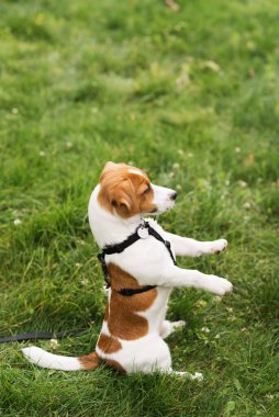 Tapılası Jack Russell Terrier köpeği parkta yeşil çimlerin üzerinde sahibini gezdiriyor ve onunla oynuyor. Şirin köpek yavrusu ve sahibi güneşli bir günde dışarıda eğleniyorlar. Hayvan severler konsepti