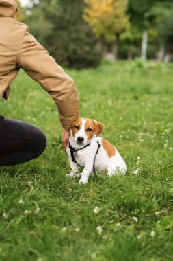 Tapılası Jack Russell Terrier köpeği parkta yeşil çimlerin üzerinde sahibini gezdiriyor ve onunla oynuyor. Şirin köpek yavrusu ve sahibi güneşli bir günde dışarıda eğleniyorlar. Hayvan severler konsepti