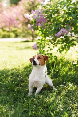 Sevimli Jack Russell Terrier köpeği baharın başında güneşli bir günde çiçek açan bir şırınga çalısının altında oturuyor. Bir bahar günü çiçek açan leylak çalılarına karşı şirin bir yavru köpek portresi, mutlu bir evcil hayvan konsepti.