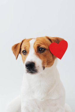 Beyaz arka planda kırmızı kağıt kalplerle kaplı şirin Jack Russell Terrier köpeğinin portresi. Minimal Sevgililer Günü tebrik kartı. Köpek sever konsepti, stüdyo çekimi, kopya alanı