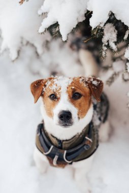 Sıcak köpek yeleği giyen sevimli Jack Russell Terrier köpeği soğuk kış havasında parkta karda oynar. Evcil hayvanlarla iyi vakit geçirme kavramı