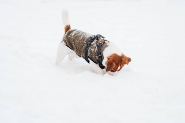 Sıcak köpek yeleği giyen sevimli Jack Russell Terrier köpeği soğuk kış havasında parkta karda oynar. Evcil hayvanlarla iyi vakit geçirme kavramı