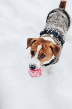 Sıcak köpek yeleği giyen sevimli Jack Russell Terrier köpeği soğuk kış havasında parkta karda oynar. Evcil hayvanlarla iyi vakit geçirme kavramı