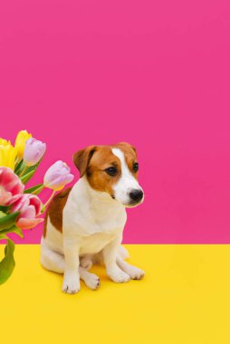 Sevimli Jack Russell Terrier köpeği pembe arka planda kameraya bakan renkli lale buketiyle. Sevgililer günü, doğum günü, Paskalya ya da Kadınlar Günü için hediye kartı. Çiçekli şirin köpek yavrusu.