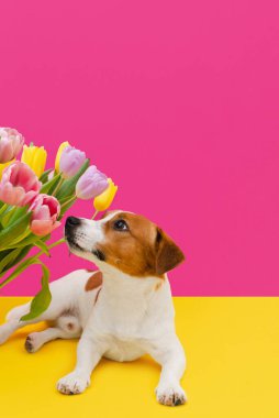 Sevimli Jack Russell Terrier köpeği pembe arka planda kameraya bakan renkli lale buketiyle. Sevgililer günü, doğum günü, Paskalya ya da Kadınlar Günü için hediye kartı. Çiçekli şirin köpek yavrusu.