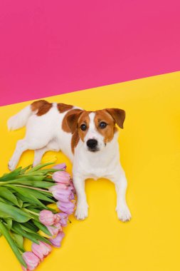 Sevimli Jack Russell Terrier köpeği pembe arka planda kameraya bakan renkli lale buketiyle. Sevgililer günü, doğum günü, Paskalya ya da Kadınlar Günü için hediye kartı. Çiçekli şirin köpek yavrusu.