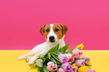 Sevimli Jack Russell Terrier köpeği pembe arka planda kameraya bakan renkli lale buketiyle. Sevgililer günü, doğum günü, Paskalya ya da Kadınlar Günü için hediye kartı. Çiçekli şirin köpek yavrusu.