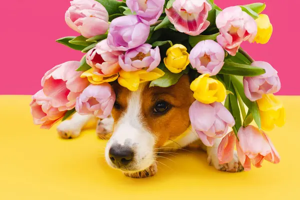 Sevimli Jack Russell Terrier köpeği pembe arka planda kameraya bakan renkli lale buketiyle. Sevgililer günü, doğum günü, Paskalya ya da Kadınlar Günü için hediye kartı. Çiçekli şirin köpek yavrusu.