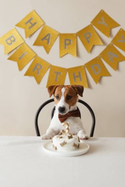 Tapılası Jack Russell Terrier papyonlu köpek üzerinde şekerlerle ev yapımı bir doğum günü pastası ve üç numaralı mumla birlikte yiyor. Evcil hayvan doğum günü kutlaması için dekore edilmiş fotoğraf bölgesi.