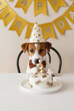 Sevimli Jack Russell Terrier köpeği parti şapkasıyla ev yapımı pastayı üstünde şekerlerle ve mumla üç numaralı pastayı yiyor. Evcil hayvan doğum günü kutlaması için dekore edilmiş fotoğraf bölgesi.