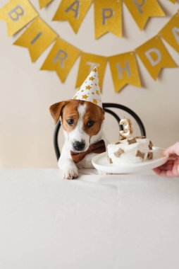 Sevimli Jack Russell Terrier köpeği parti şapkasıyla ev yapımı pastayı üstünde şekerlerle ve mumla üç numaralı pastayı yiyor. Evcil hayvan doğum günü kutlaması için dekore edilmiş fotoğraf bölgesi.