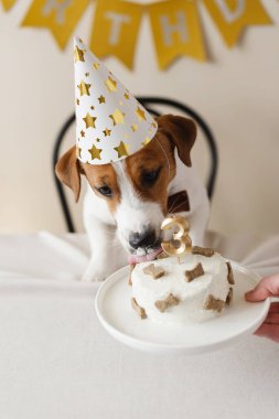 Sevimli Jack Russell Terrier köpeği parti şapkasıyla ev yapımı pastayı üstünde şekerlerle ve mumla üç numaralı pastayı yiyor. Evcil hayvan doğum günü kutlaması için dekore edilmiş fotoğraf bölgesi.