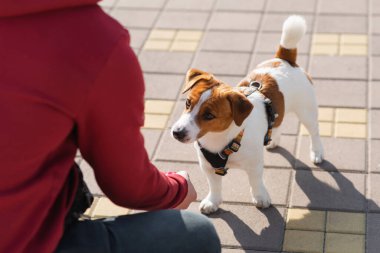 Güzel Jack Russell Terrier köpeği sıcak pembe bir topla güneşli bir günde açık havada sahibine oyun oynuyor. Mutlu köpek oyunu, koşmak ve sahibine top getirmek. Komik köpek anları, evcil hayvan yaşam tarzı