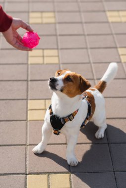 Güzel Jack Russell Terrier köpeği sıcak pembe bir topla güneşli bir günde açık havada sahibine oyun oynuyor. Mutlu köpek oyunu, koşmak ve sahibine top getirmek. Komik köpek anları, evcil hayvan yaşam tarzı