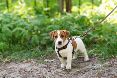 Güneşli bir günde parkta yeşil çimlerde yürüyen kahverengi köpek kostümü giymiş sevimli Jack Russell Terrier köpeği. Köpekleri kenelerden koruma kavramı. Şirin köpek ve sahibi birlikte vakit geçiriyorlar.