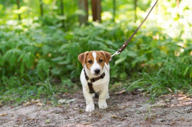 Güneşli bir günde parkta yeşil çimlerde yürüyen kahverengi köpek kostümü giymiş sevimli Jack Russell Terrier köpeği. Köpekleri kenelerden koruma kavramı. Şirin köpek ve sahibi birlikte vakit geçiriyorlar.