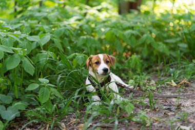 Güneşli bir günde parkta yeşil çimlerde yürüyen kahverengi köpek kostümü giymiş sevimli Jack Russell Terrier köpeği. Köpekleri kenelerden koruma kavramı. Şirin köpek ve sahibi birlikte vakit geçiriyorlar.