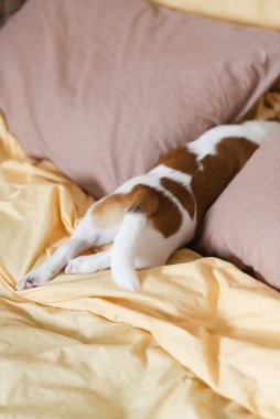 Şirin Jack Russell Terrier köpeği evdeki yumuşak sarı ve kahverengi yastıkların üzerinde dinleniyor. Şirin kaşları olan tatlı köpek battaniyenin üzerinde yatıyor ve yastıklar farklı pozlarda. Yeni bir evde bir köpek yavrusunun ilk günleri