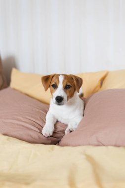 Şirin Jack Russell Terrier köpeği evdeki yumuşak sarı ve kahverengi yastıkların üzerinde dinleniyor. Şirin kaşları olan tatlı köpek battaniyenin üzerinde yatıyor ve yastıklar farklı pozlarda. Yeni bir evde bir köpek yavrusunun ilk günleri