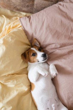 Şirin Jack Russell Terrier köpeği evdeki yumuşak sarı ve kahverengi yastıkların üzerinde dinleniyor. Şirin kaşları olan tatlı köpek battaniyenin üzerinde yatıyor ve yastıklar farklı pozlarda. Yeni bir evde bir köpek yavrusunun ilk günleri