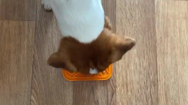 Jack Russell Terrier köpeği evdeki yavaş beslenme paspasından kuru yiyecekler yer. Yemek girişini yavaşlatan ve tüm porsiyonun anında yenilmesini engelleyen bir paspas.
