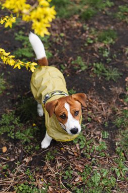 Yağmurlu bir günde yağmurluk giyen sevimli Jack Russell Terrier köpeği dışarıda yürüyor. Evcil hayvanlar için mevsimlik kıyafet kavramı. Köpeği nem ve pislikten korumak.