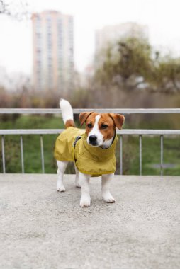 Yağmurlu bir günde yağmurluk giyen sevimli Jack Russell Terrier köpeği dışarıda yürüyor. Evcil hayvanlar için mevsimlik kıyafet kavramı. Köpeği nem ve pislikten korumak.