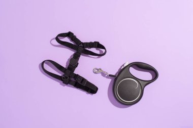 Güzel siyah köpek koşumu ve mor arka planda siyah geri çekilebilir tasma. Köpek için mühimmat, üst görünüm, kopyalama alanı