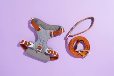 Mor arka planda güzel renkli köpek koşum takımı ve tasma. Köpek için mühimmat, üst görünüm, kopyalama alanı