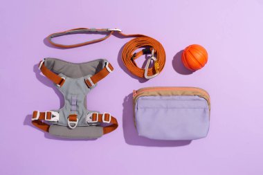 Mor arka planda güzel renkli köpek koşum takımı ve tasma. Köpek için mühimmat, üst görünüm, kopyalama alanı