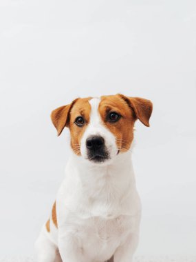 Beyaz ve kahverengi Jack Russell Terrier köpeği beyaz arka plandaki kameraya bakıyor. Asgari köpek portresi, kopyalama alanı
