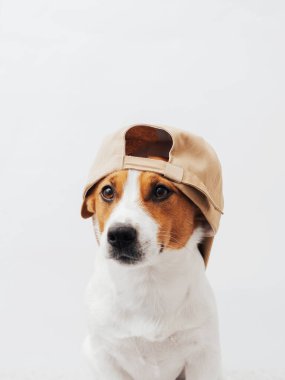 Beyaz arka planda bej şapka giyen komik beyaz ve kahverengi Jack Russell Terrier köpeği. Havalı hayvan kıyafetleri konsepti. Asgari köpek portresi, kopyalama alanı