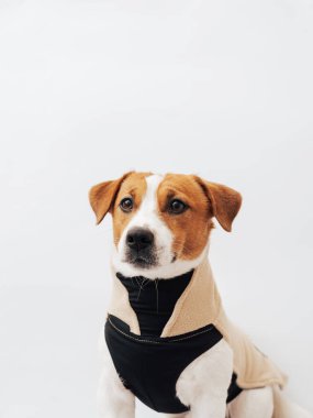 Beyaz arka planda giyinmiş komik beyaz ve kahverengi Jack Russell Terrier köpeği. Havalı hayvan kıyafetleri konsepti. Asgari köpek portresi, kopyalama alanı