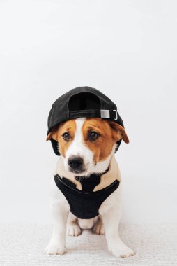 Beyaz arka planda siyah şapkalı komik beyaz ve kahverengi Jack Russell Terrier köpeği. Havalı hayvan kıyafetleri konsepti. Asgari köpek portresi, kopyalama alanı