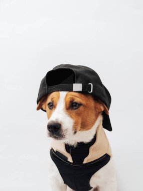 Beyaz arka planda siyah şapkalı komik beyaz ve kahverengi Jack Russell Terrier köpeği. Havalı hayvan kıyafetleri konsepti. Asgari köpek portresi, kopyalama alanı