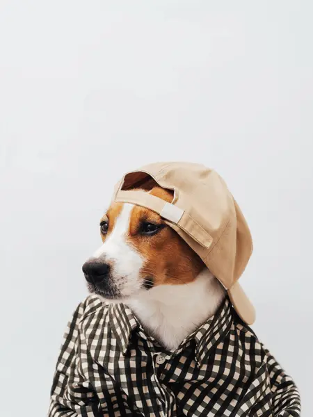 Beyaz arka planda beyaz gömlek ve bej şapka giyen komik beyaz ve kahverengi Jack Russell Terrier köpeği. Havalı hayvan kıyafetleri konsepti. Asgari köpek portresi, kopyalama alanı