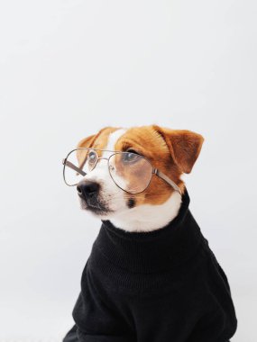Beyaz ve kahverengi sevimli Jack Russell Terrier köpeği gözlük takıyor ve beyaz arka planda siyah bir kazak giyiyor. Akıllı evcil hayvanlar konsepti. Asgari köpek portresi, kopyalama alanı