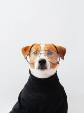 Beyaz ve kahverengi sevimli Jack Russell Terrier köpeği gözlük takıyor ve beyaz arka planda siyah bir kazak giyiyor. Akıllı evcil hayvanlar konsepti. Asgari köpek portresi, kopyalama alanı