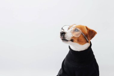Beyaz ve kahverengi sevimli Jack Russell Terrier köpeği gözlük takıyor ve beyaz arka planda siyah bir kazak giyiyor. Akıllı evcil hayvanlar konsepti. Asgari köpek portresi, kopyalama alanı