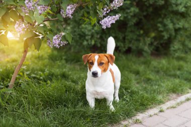 Sevimli Jack Russell Terrier köpeği güzel kokulu leylak çalılarının yanında yeşil çimlerde yürüyor ve bahar günü sıcak havanın tadını çıkarıyor. Evcil hayvan yürüyüşü kavramı